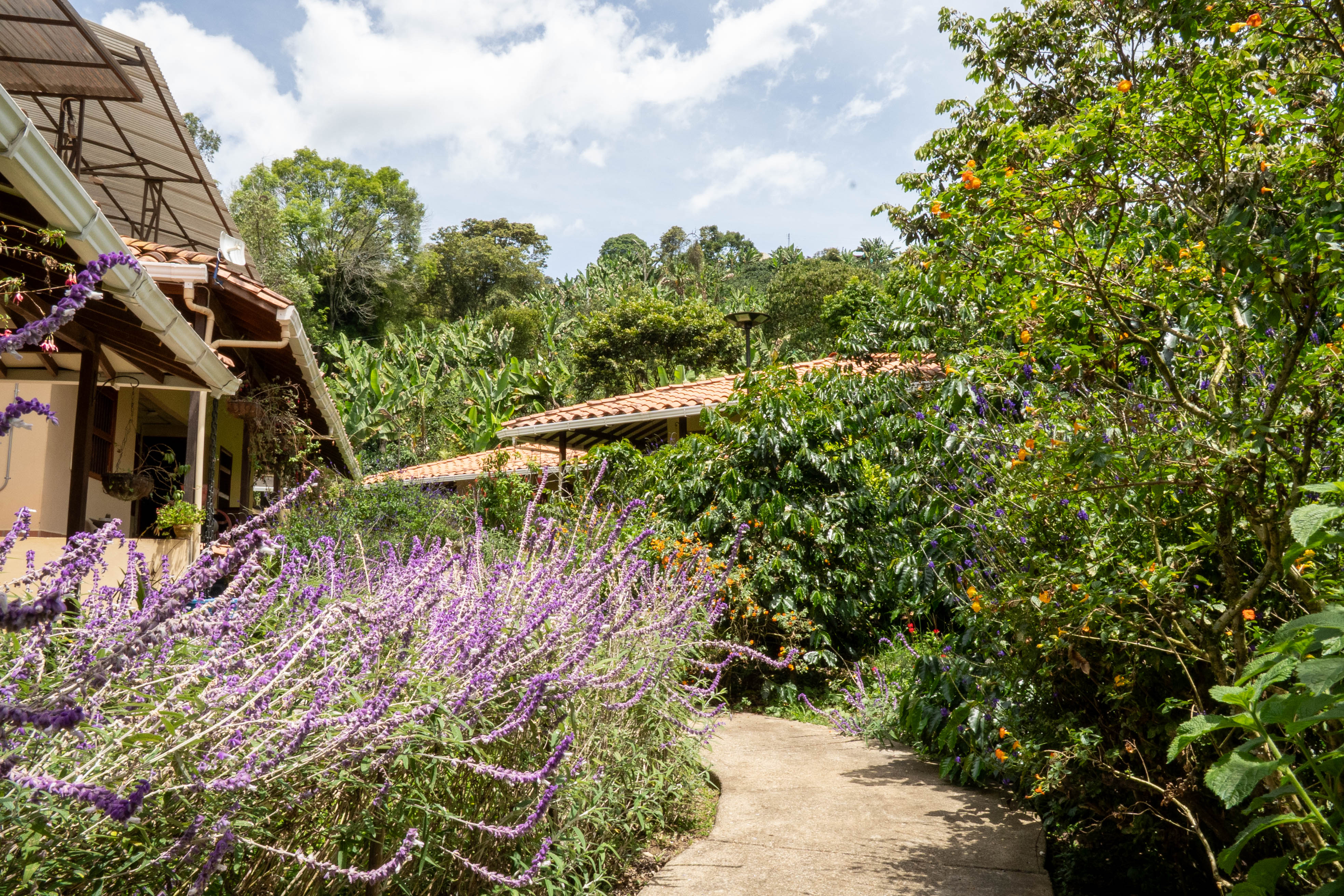 Vereda Serrania, ,10 BathroomsBathrooms,Finca,En Venta,FINCA MONTESER ,1210